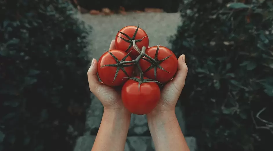 tomatid potentsi suurendamiseks